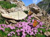 05 Farfalle sui fiori, pizzo dei Tre Signori